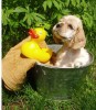dogwash